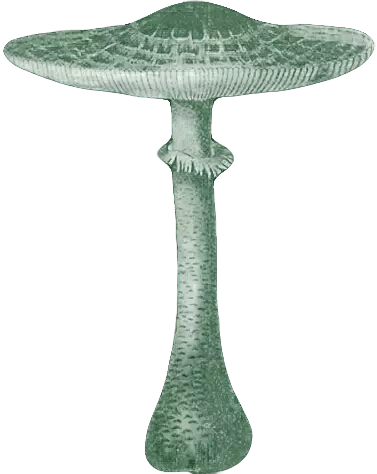 decor champignon